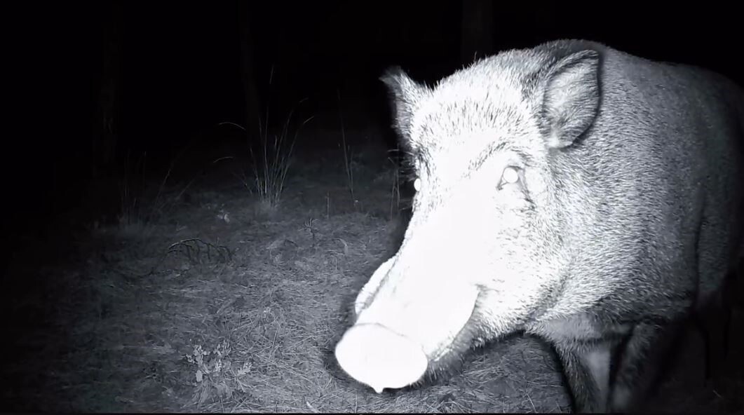 TEKİRDAĞ’DA GANOS DAĞLARI’NDA KURULU BULUNAN BİR FOTOKAPAN KAMERASI, YABAN DOMUZUNUN HEDEFİ OLDU;...