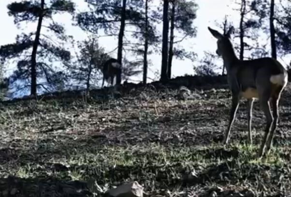 TEKİRDAĞ’DAKİ GANOS DAĞLARI’NDA KURULU FOTOKAPANLAR, NADİR GÖRÜLEN TEK BOYNUZLU BİR KARACAYI DOĞAL...