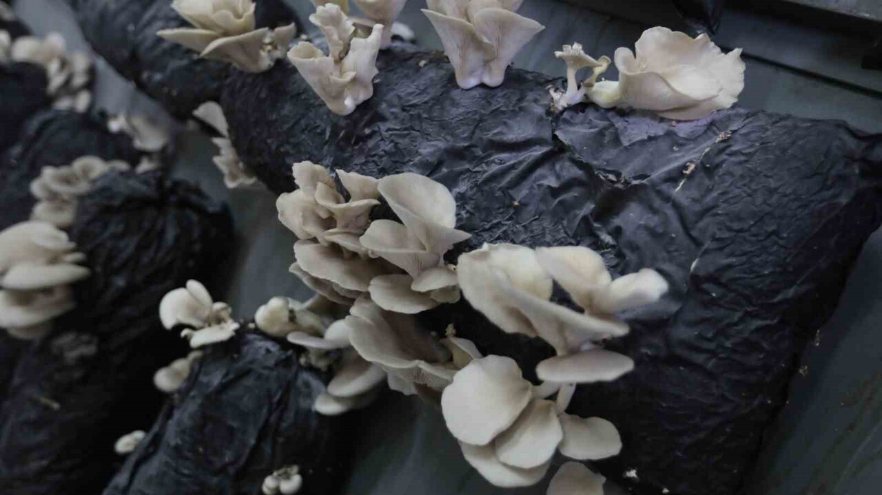 TOKAT GAZİOSMANPAŞA ÜNİVERSİTESİ (TOGÜ) REKTÖRÜ PROF. DR. FATİH YILMAZ, ÜNİVERSİTE BÜNYESİNDEKİ...