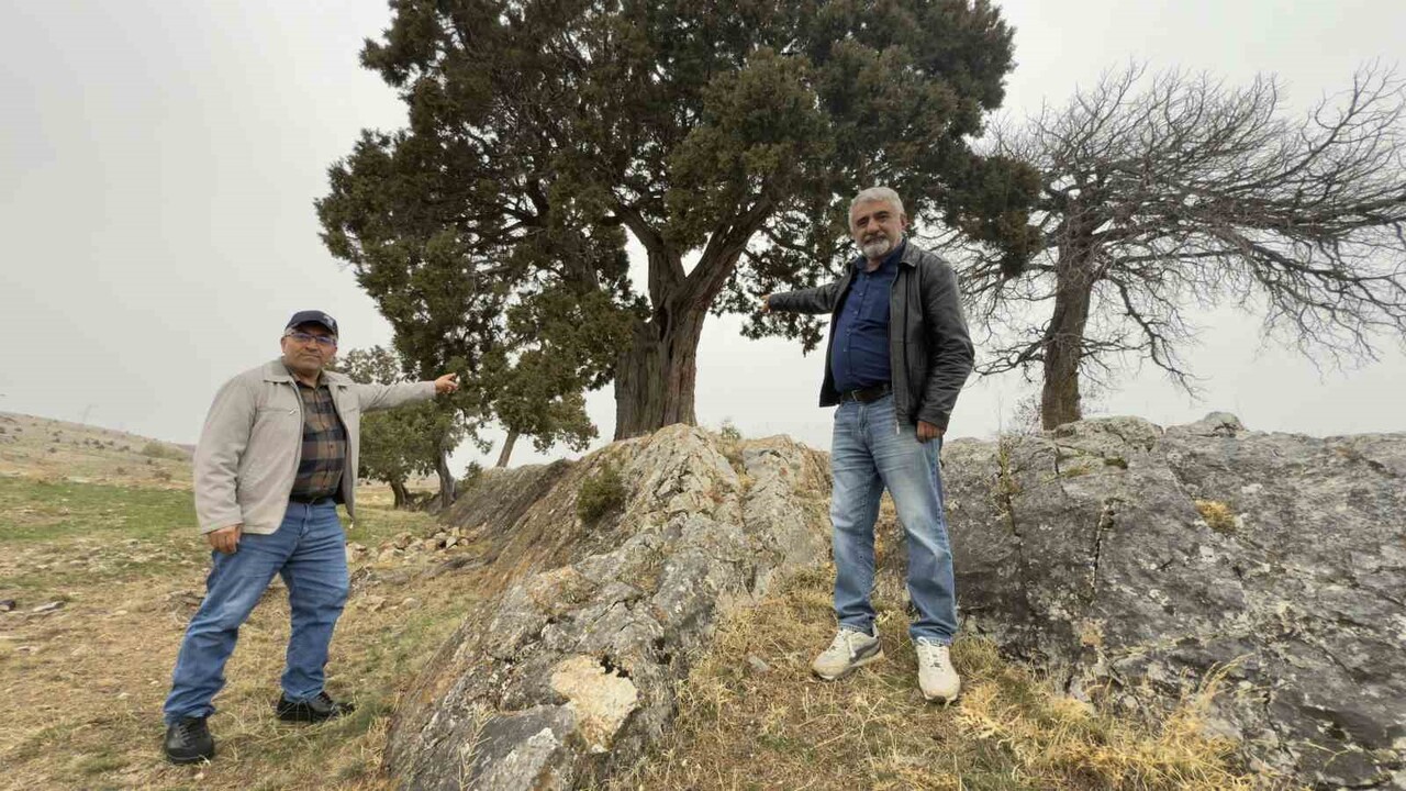 TOKAT (İHA) - TOKAT MERKEZE BAĞLI GÜNÇALI KÖYÜNDE 508 YILLIK ARDIÇ AĞACININ ANIT AĞAÇ OLARAK...