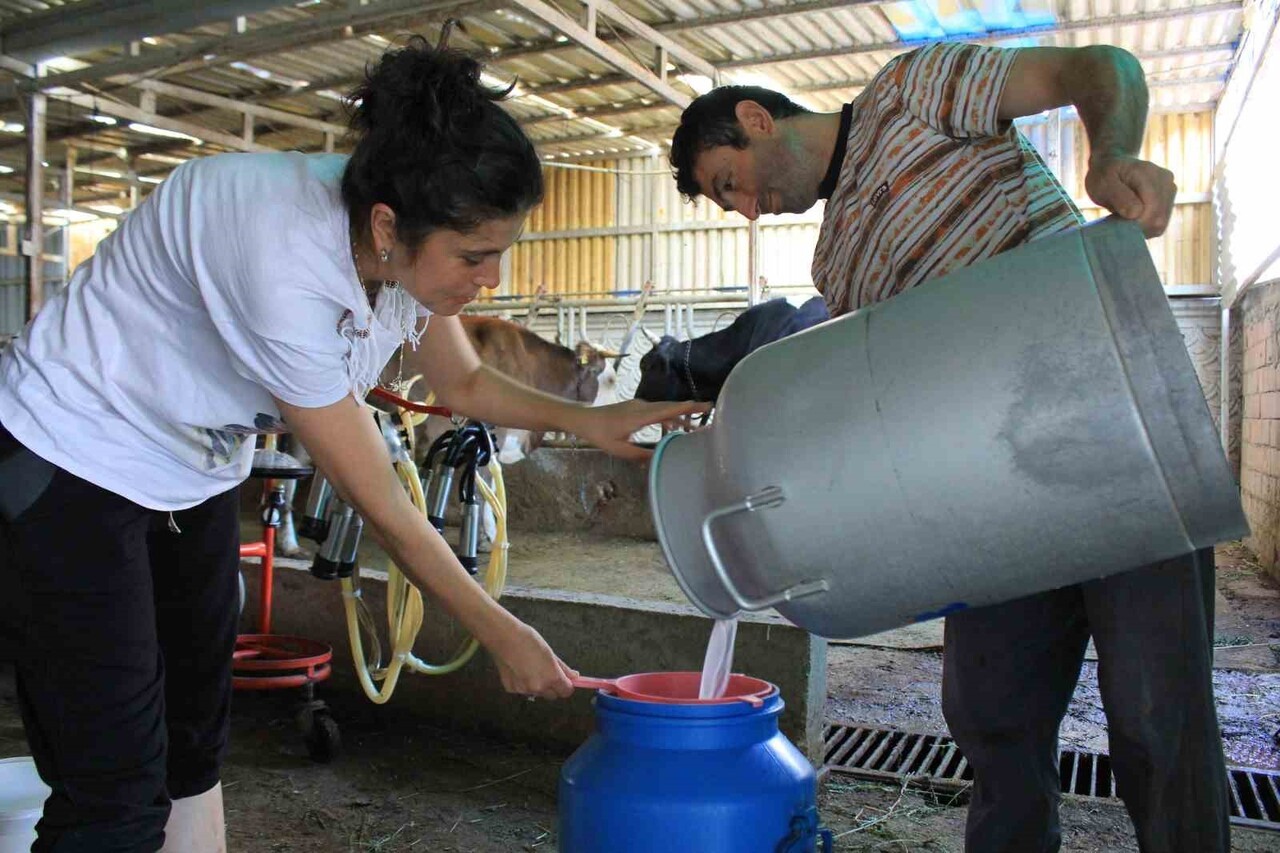 TÜM SÜT, ET VE DAMIZLIK SIĞIR YETİŞTİRİCİLERİ DERNEĞİ (TÜSEDAD) BAŞKANI MÜSLÜM DOĞRU, ŞAP...