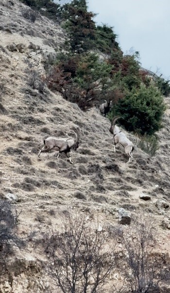 TUNCELİ’NİN ÇEMİŞGEZEK İLÇESİNDE DOĞA YÜRÜYÜŞÜ SIRASINDA KARŞILAŞILAN İKİ TEKENİN LİDERLİK...
