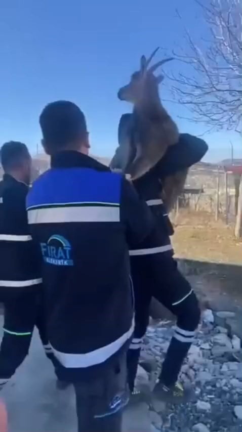 TUNCELİ’NİN MAZGİRT İLÇESİNDE BAHÇE ÇİTİNE TAKILAN YABAN KEÇİSİNİ FIRAT ELEKTRİK DAĞITIM A.Ş....