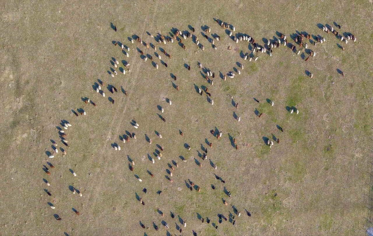 TÜRKİYE'NİN ÖNEMLİ KÜÇÜKBAŞ HAYVAN YETİŞTİRİCİLİĞİ MERKEZLERİNDEN BİRİ OLAN MUŞ'TA, ARALIK AYINDA...