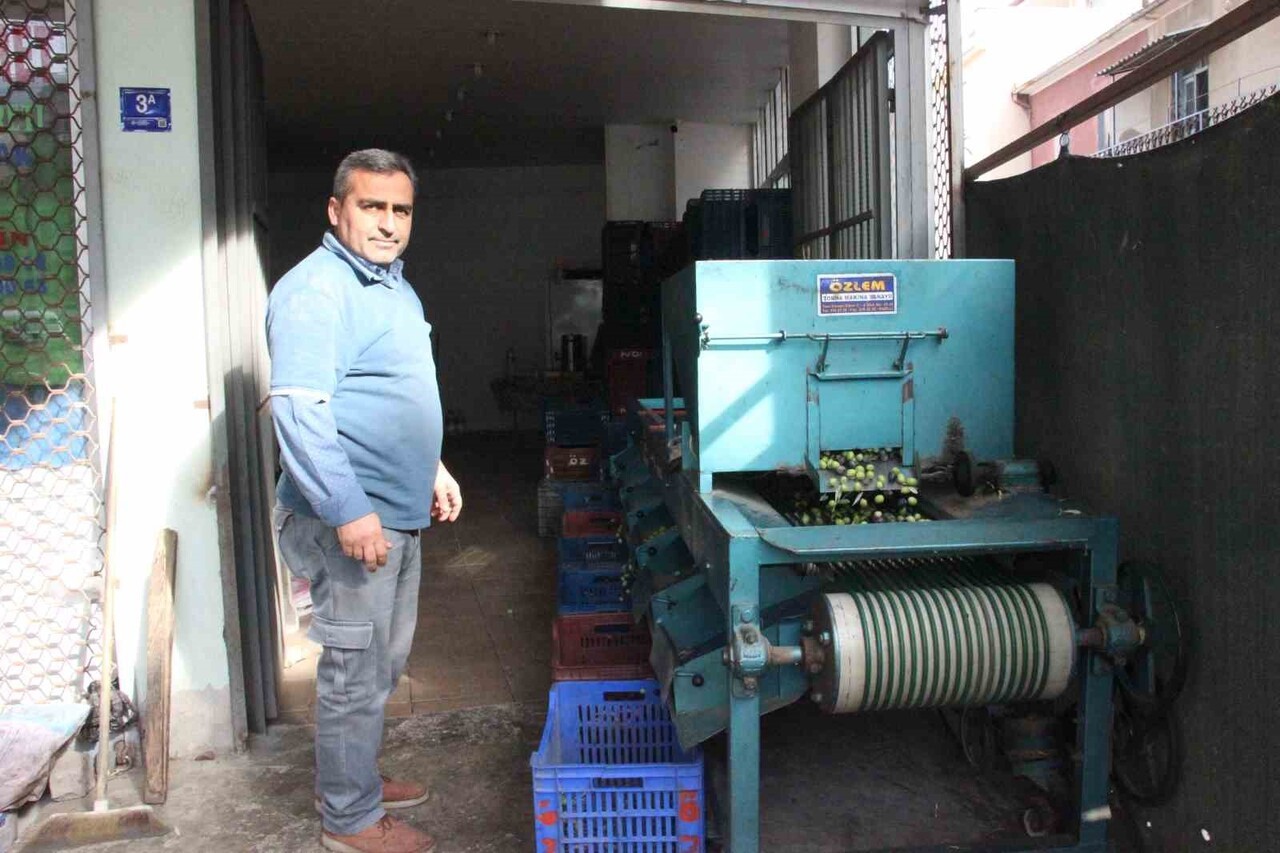 TÜRKİYE'NİN ÖNEMLİ ZEYTİN ÜRETİM MERKEZLERİNDEN OLAN AYDIN'DA HASAT TÜM HIZIYLA SÜRERKEN, ZEYTİN...