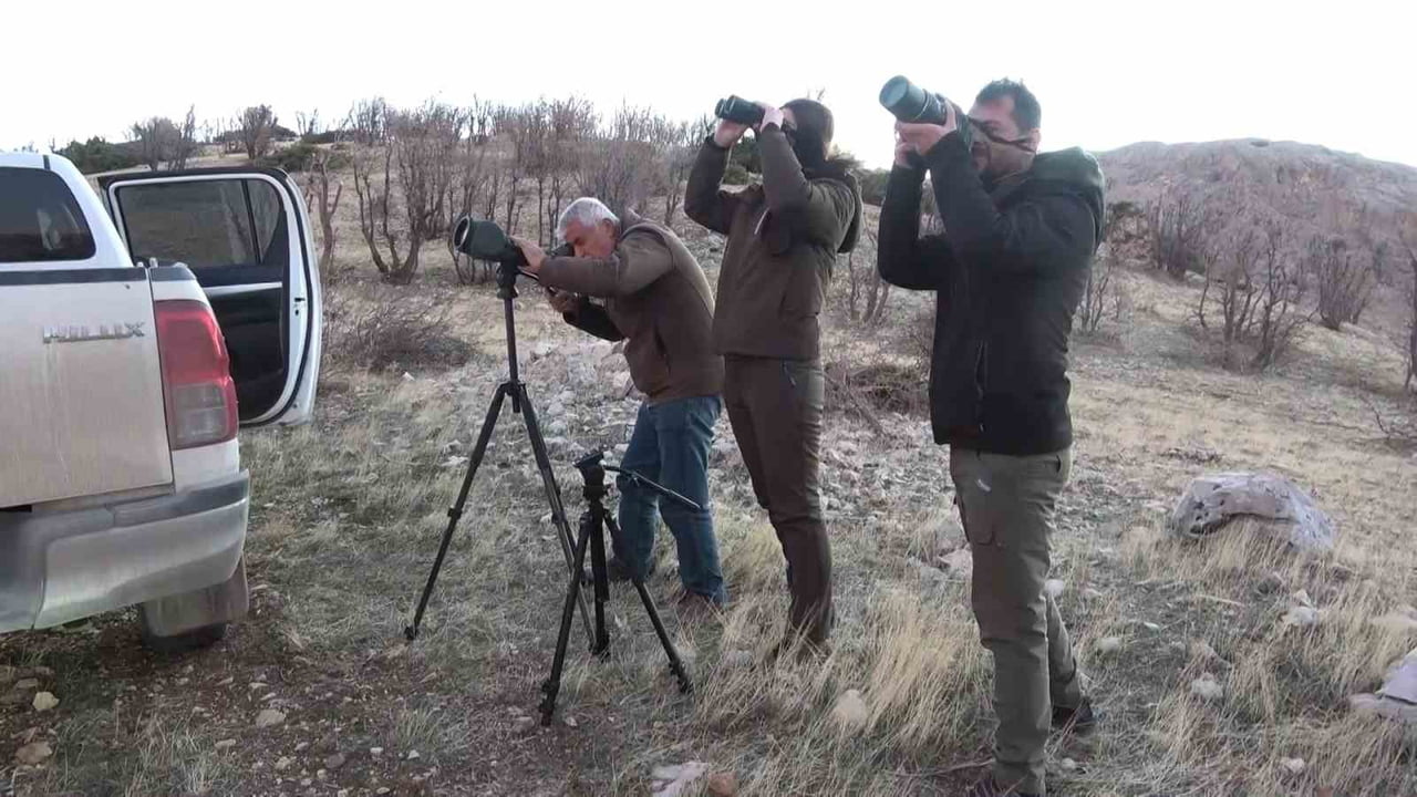 TÜRKİYE’DE EN FAZLA YABAN KEÇİSİNİN YAŞADIĞI ŞEHİRLERDEN BİRİSİ OLAN ADIYAMAN’DA, YABAN KEÇİSİ...