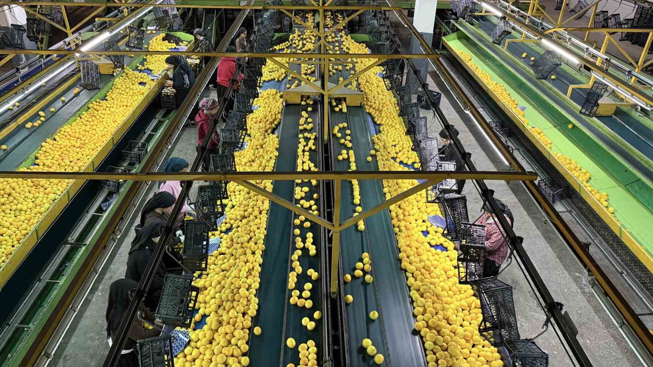 TÜRKİYE’NİN NARENCİYE İHTİYACININ YÜZDE 40’INI ADANA’DAN RUSYA VE UKRAYNA BAŞTA OLMAK ÜZERE BİRÇOK...