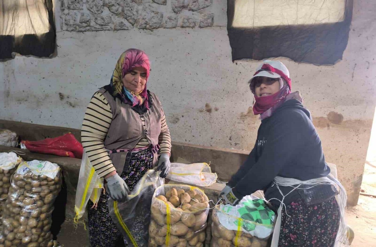 TÜRKİYE’NİN PATATES ÜRETİM MERKEZLERİNDEN BİRİSİ OLAN AFYONKARAHİSAR’IN ŞUHUT İLÇESİNDE PATATES...
