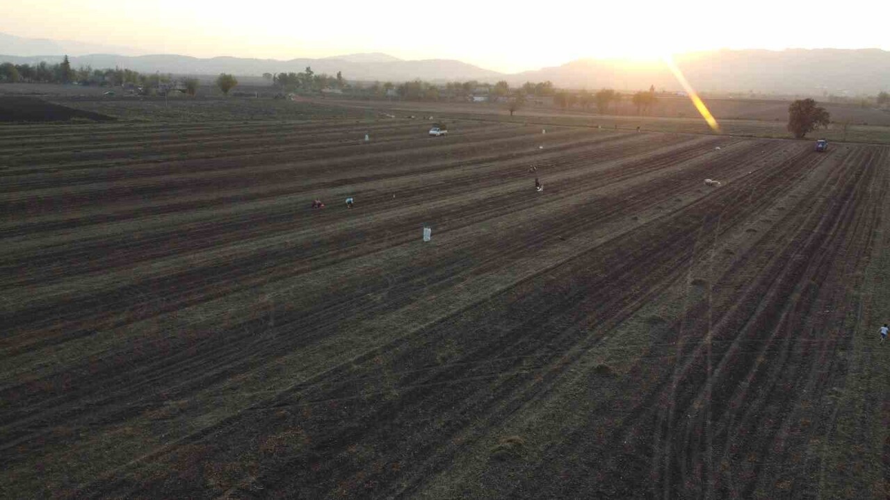 TÜRKİYE’NİN YER FISTIĞI ÜRETİMİNDE ÖNEMLİ BİR YERE SAHİP OLAN OSMANİYE’DE HASAT SEZONU TAMAMLANDI....