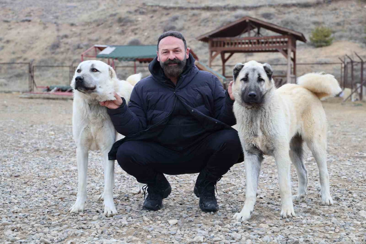 UZMAN KANGAL KÖPEĞİ YETİŞTİRİCİSİ HÜSEYİN YILDIZ, KURTLARDAN KORUNMAK İÇİN ÇARE OLARAK KANGALLARI...