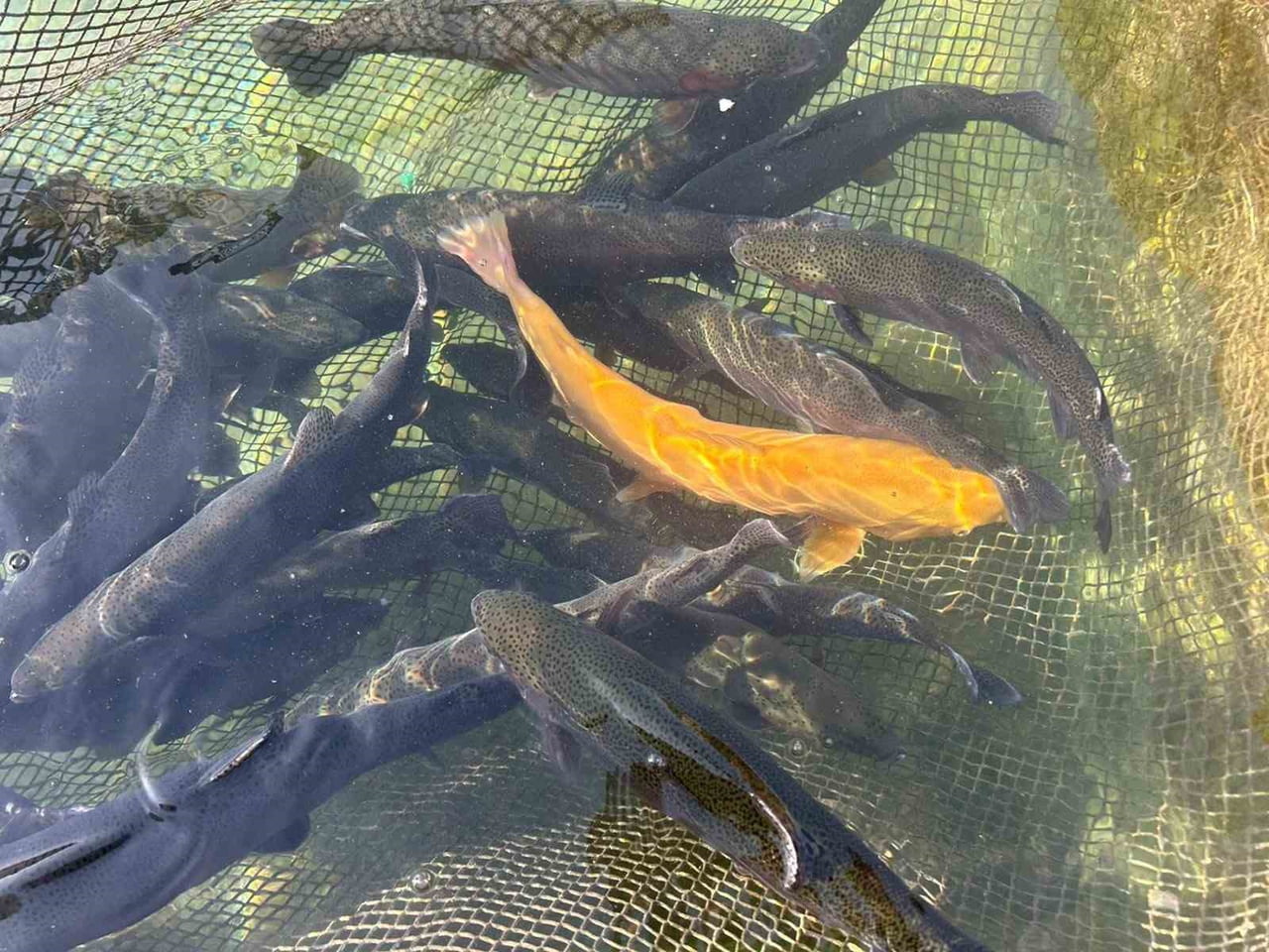 VAN'DA YILLIK YAKLAŞIK 2 BİN 550 TON ALABALIK ÜRETİMİNİN GERÇEKLEŞTİRİLDİĞİ TESİSLERDE, YAVRU...