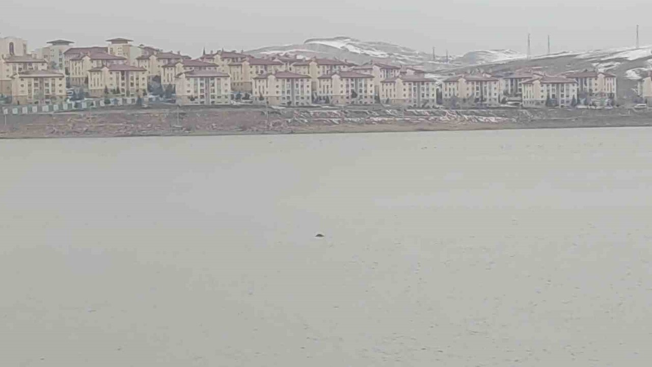 VAN'IN İPEKYOLU İLÇESİNDE SAHİBİNİN ELİNDEN KAÇAN BİR İNEK, SIHKE GÖLETİ'NE GİREREK TELEF...