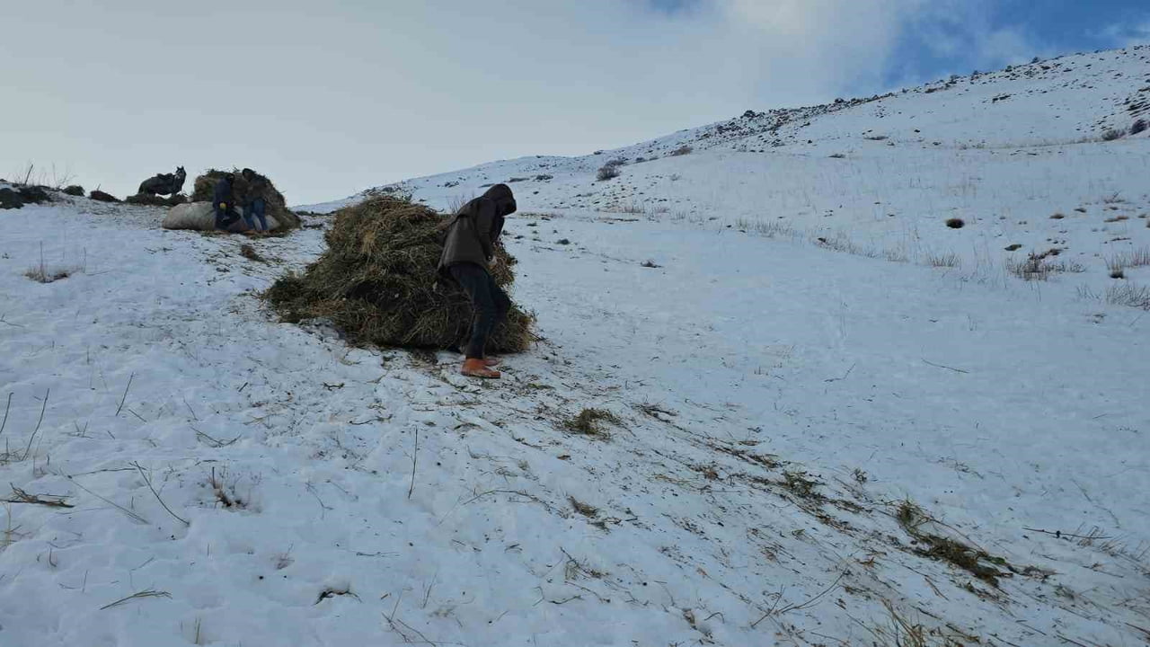 VAN’IN ERCİŞ İLÇESİNDE YAZ AYLARINDA BİÇİLEN OTLAR, ARAÇLARIN ULAŞAMADIĞI ENGEBELİ ARAZİDEN KIŞIN...