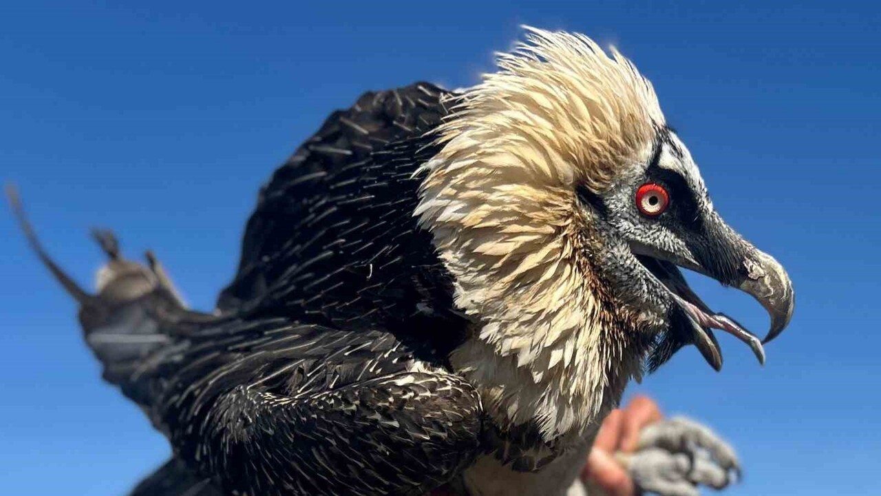 VAN YÜZÜNCÜ YIL ÜNİVERSİTESİ (VAN YYÜ) YABAN HAYVANLARI KORUMA VE REHABİLİTASYON MERKEZİNE ÇEŞİTLİ...