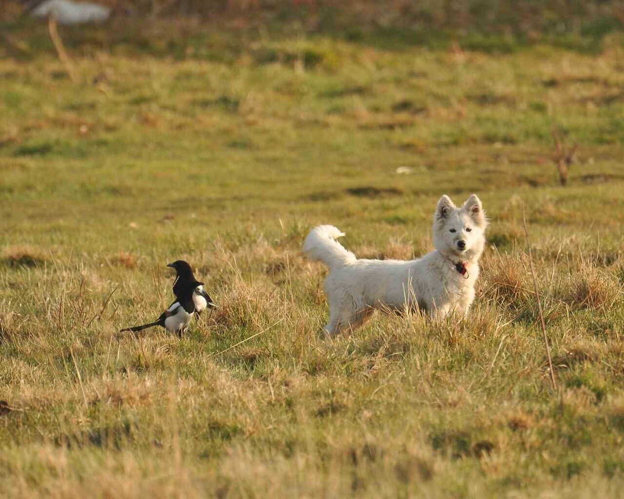 YABAN HAYAT FOTOĞRAFÇISI VEDAT ATLI, VAN KALESİ ETEKLERİNDE BEYAZ TÜYLERİ NEDENİYLE DÜNYACA ÜNLÜ...