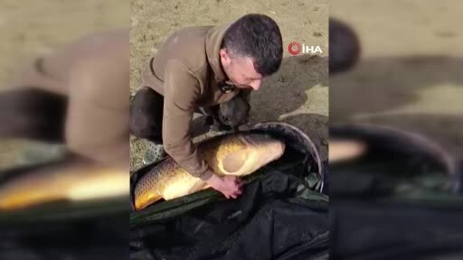 Yakaladıkları dev gibi sazan balığını suya geri bıraktılar