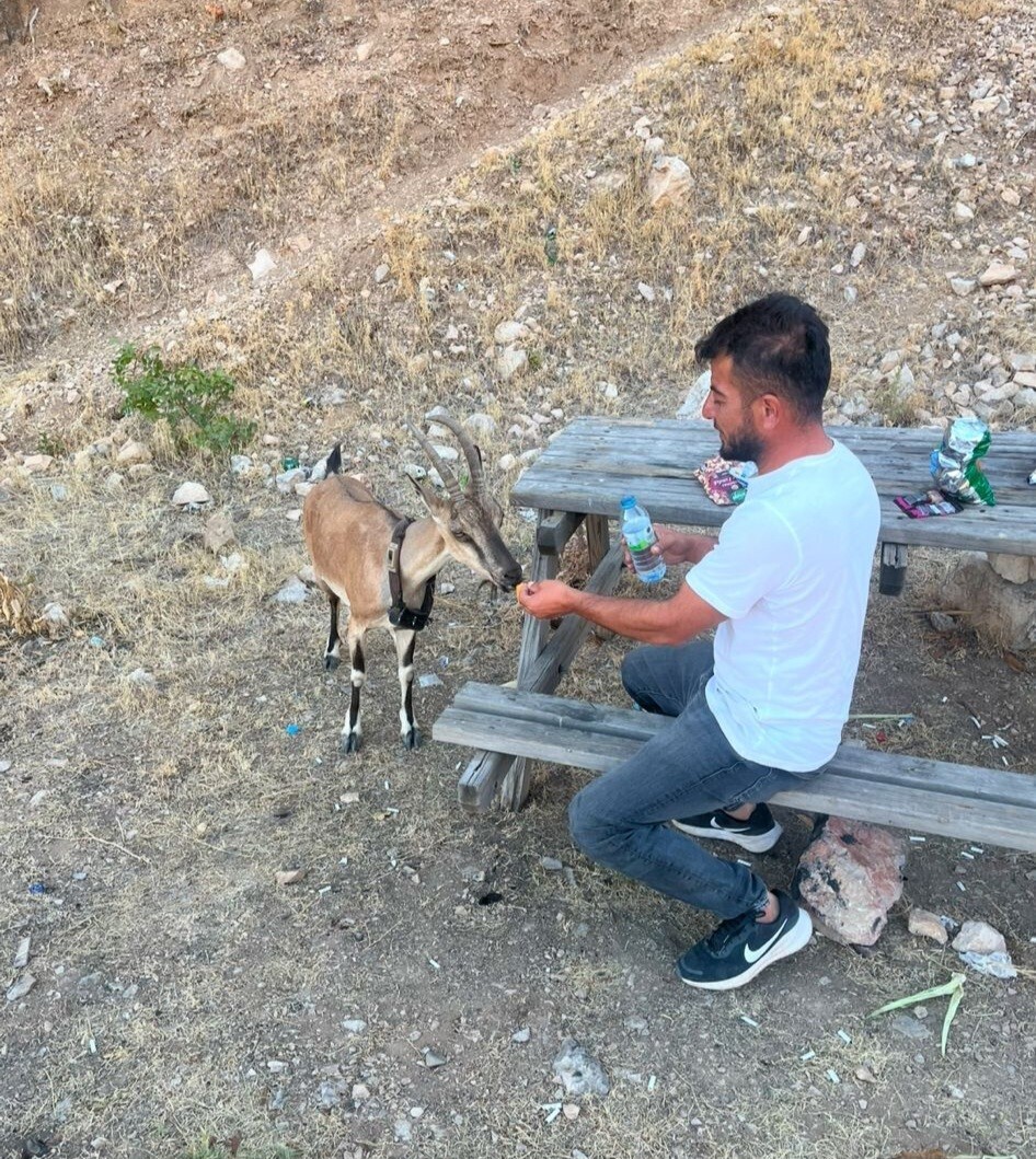 YOZGAT'IN AYDINCIK İLÇESİNDE COŞKUN UZUN, DOĞADA YANINA GELEN DAĞ KEÇİSİNİ ELLERİYLE...