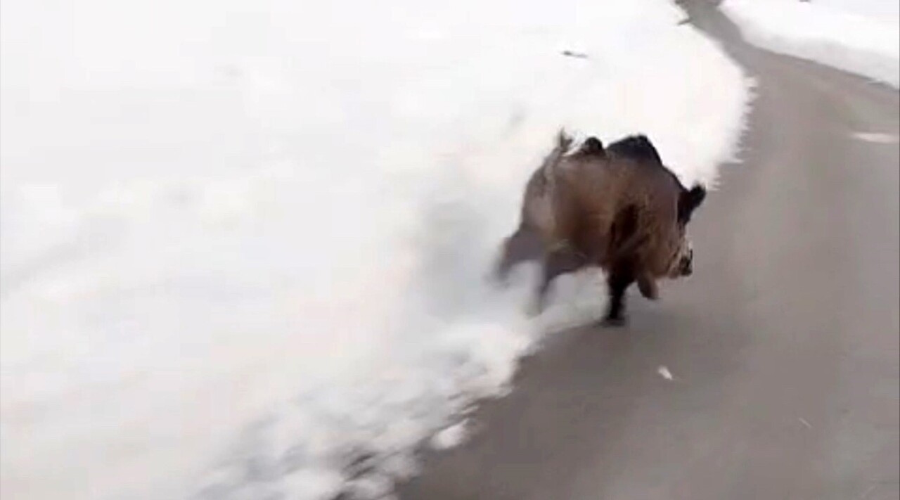 YÜKSEKOVA’NIN FARKLI NOKTALARINDA DOMUZ SÜRÜLERİ GÖRÜNTÜLENDİ