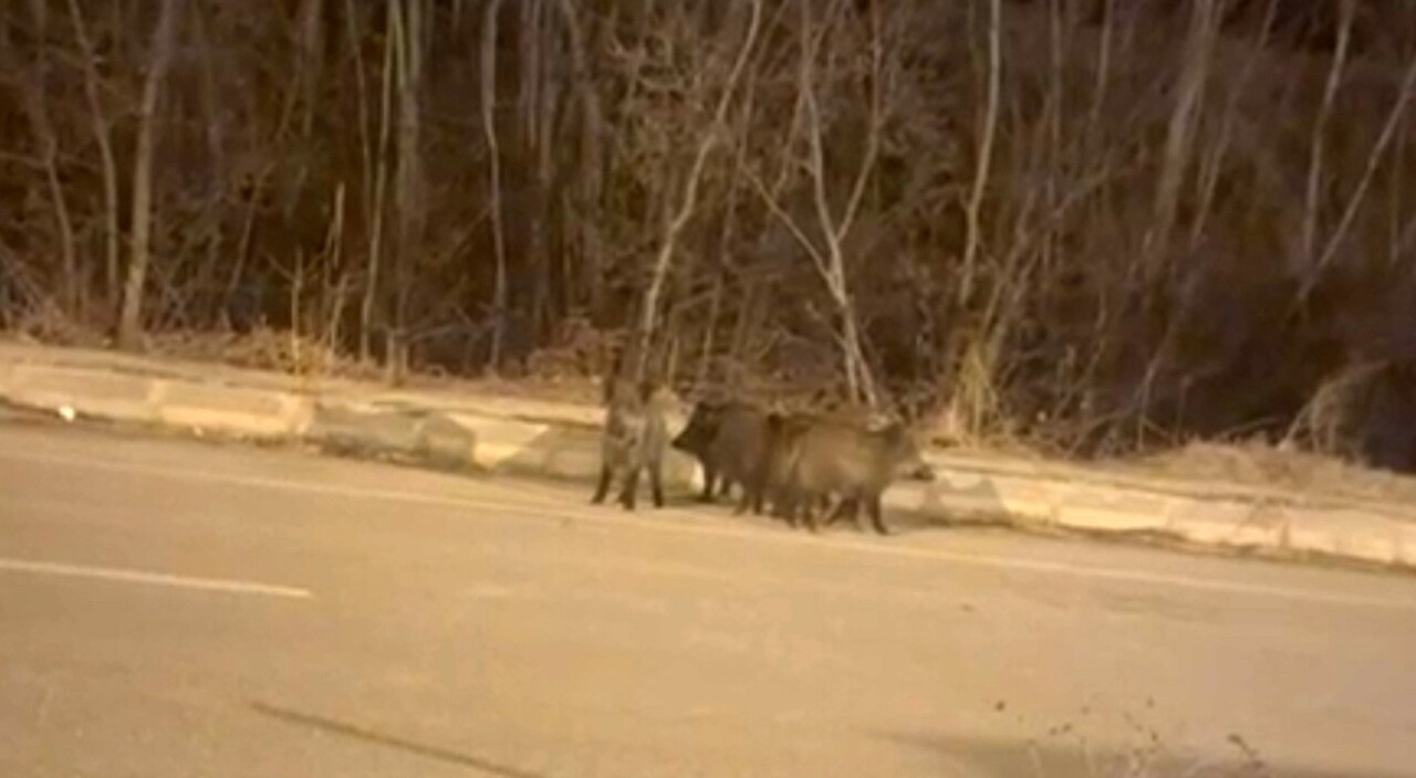 YÜKSEKOVA’NIN FARKLI NOKTALARINDA DOMUZ SÜRÜLERİ GÖRÜNTÜLENDİ