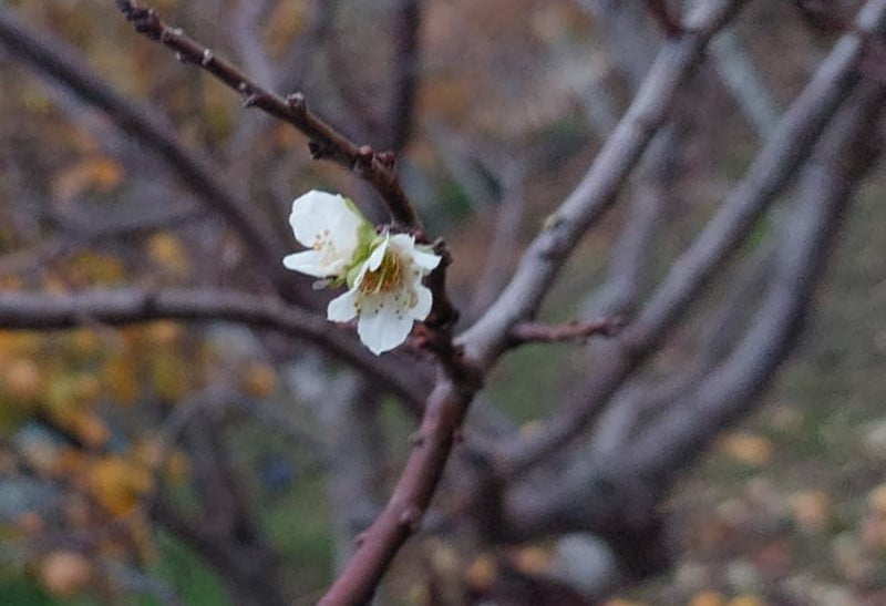 ZEMHERİ SOĞUKLARININ ETKİSİNİ GÖSTERMESİYLE HAVA SICAKLIKLARININ ÖNEMLİ ÖLÇÜDE DÜŞTÜĞÜ MANİSA’NIN...