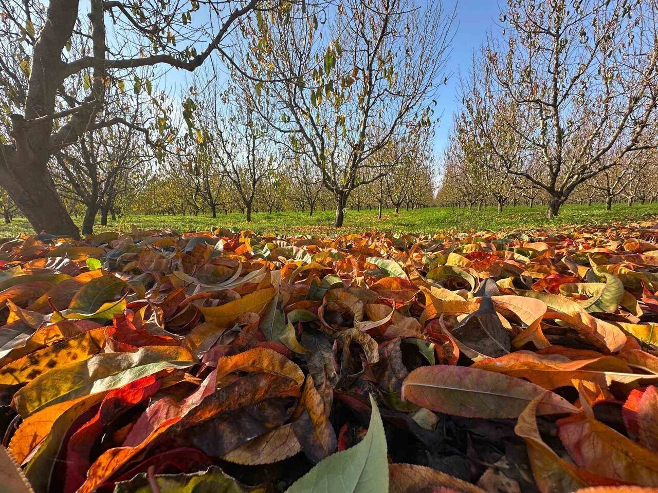 ZİRAİ DON VE KURAKLIK NEDENİYLE ÇOK ZOR BİR SEZON GERİDE KALIRKEN YORGUN DÜŞEN MEYVE AĞAÇLARI...