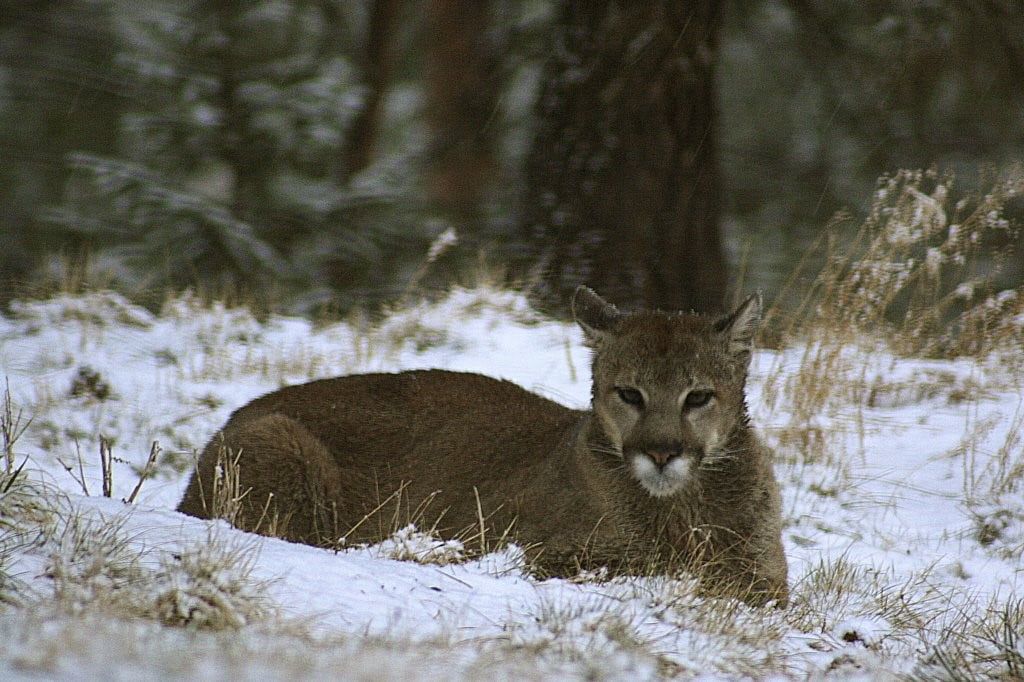 ABD'DE ROCKY DAĞLARI'NDA TEK BAŞINA YÜRÜYÜŞ KADIN PUMA SALDIRISI SONUCU HAYATINI KAYBETTİ.