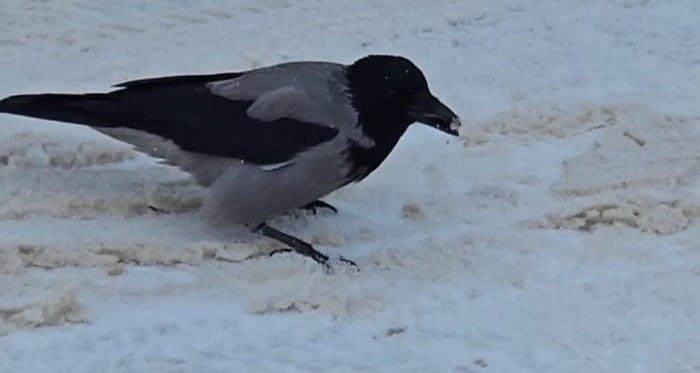 AÇ KALAN KARGALAR SOKAKLARA İNDİ