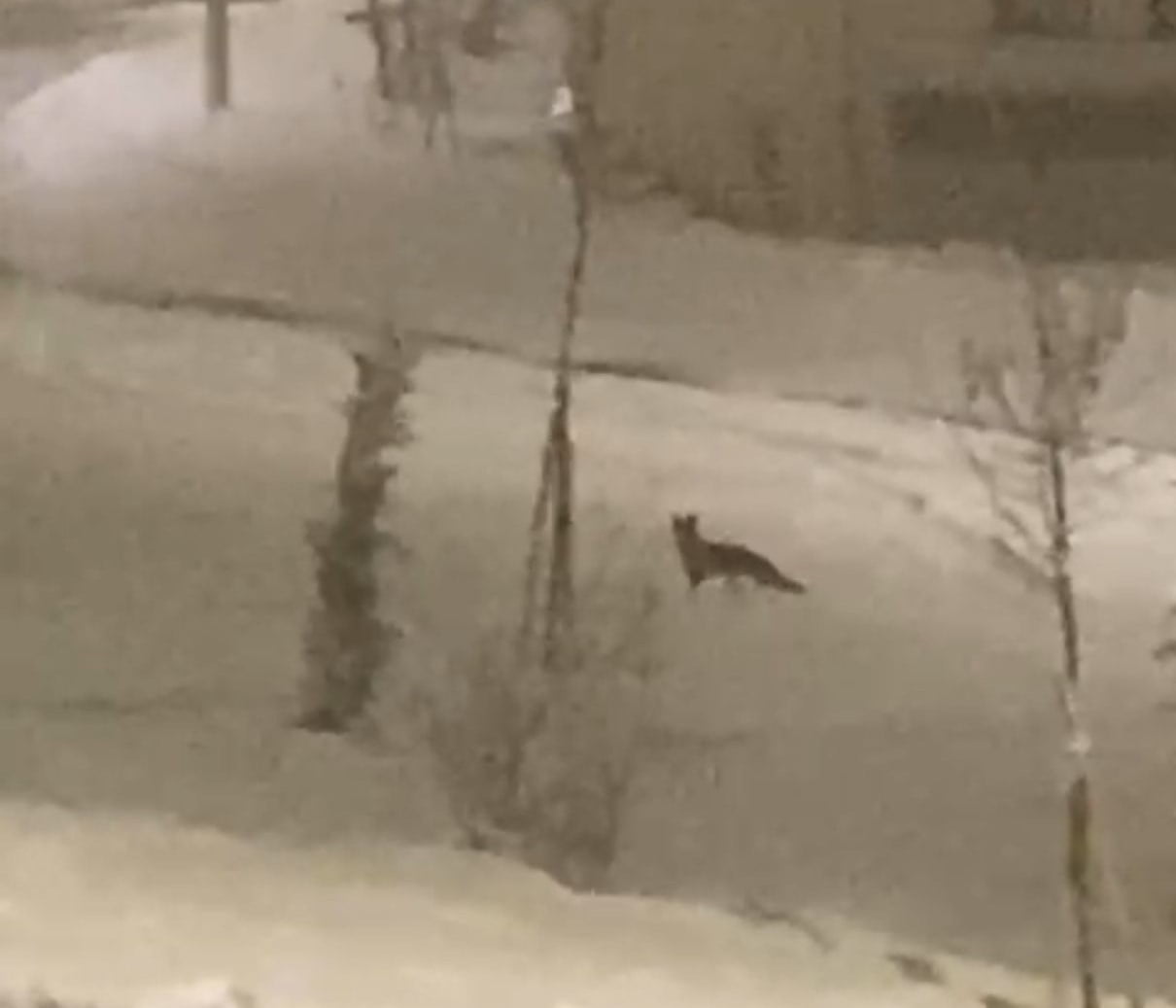 AÇ KALAN TİLKİ ŞEHİR MERKEZİNE İNDİ