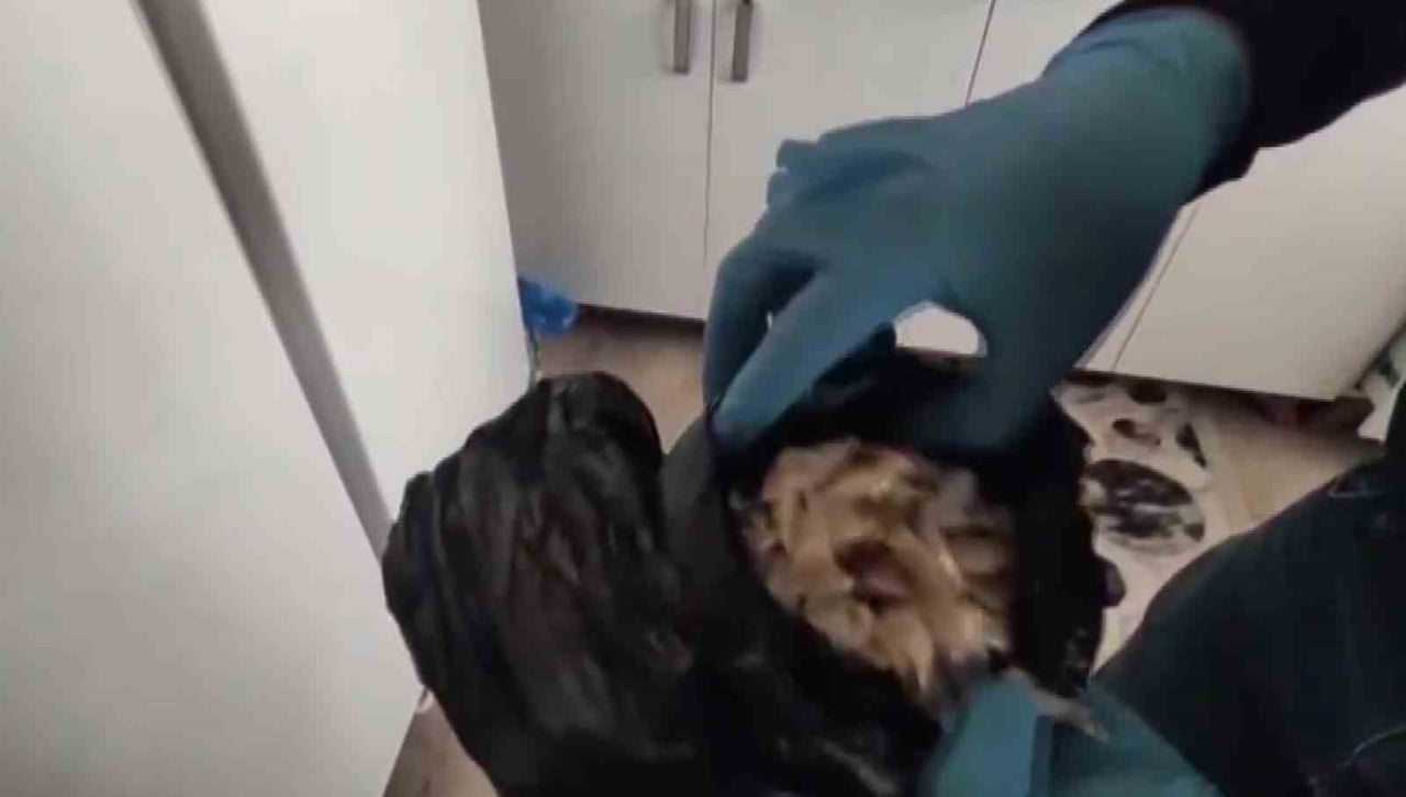 ADANA'DA BİR EVDE 4 KİLO 983 GRAM BONZAİ YAPILACAK HAMMADDE ELE GEÇİRİLDİ. YAKALANAN ŞÜPHELİ...