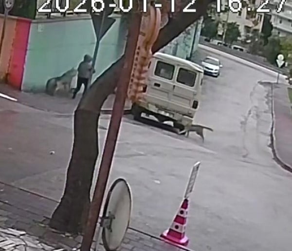 ADANA'DA KURDA BENZEYEN İKİ HAYVAN BİR KADININ KÖPEĞİNE SALDIRDI, BU ANLAR ANBEAN GÜVENLİK...