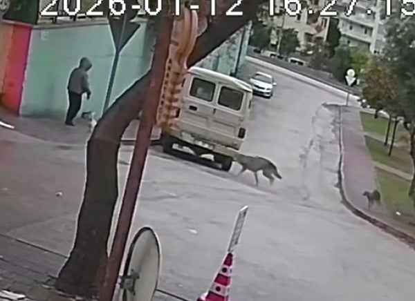 ADANA'DA KURDA BENZEYEN İKİ HAYVAN BİR KADININ KÖPEĞİNE SALDIRDI, BU ANLAR ANBEAN GÜVENLİK...