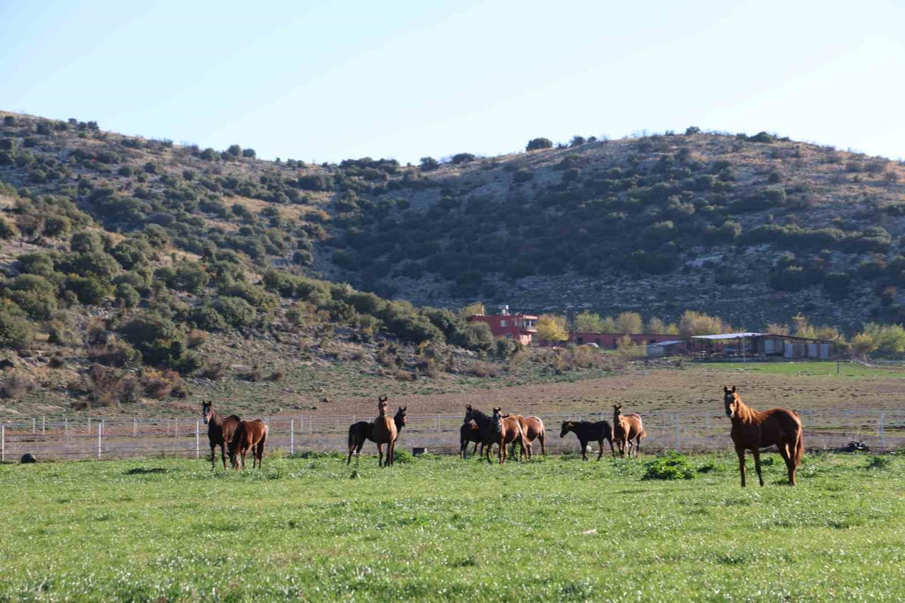 ADANA'NIN KOZAN İLÇESİNDE YAKLAŞIK 30 YILDIR MİLYONLUK SAFKAN İNGİLİZ VE ARAP ATLARI...