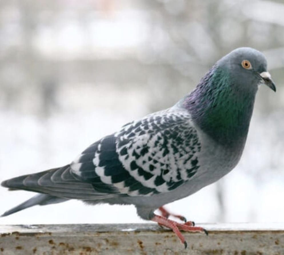 ADANA’DA, BAŞINDA MOTOSİKLET KASKI BULUNAN KİMLİĞİ BELİRSİZ BİR KİŞİ, APARTMANIN ASANSÖRÜNE...