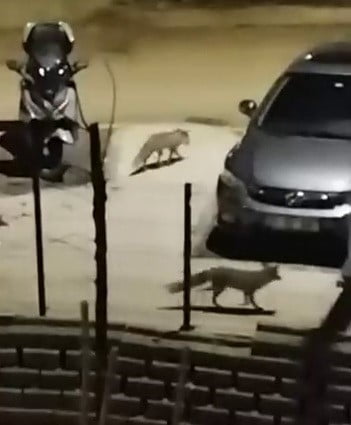 ADIYAMAN’DA, AÇ KALAN TİLKİLER YERLEŞİM ALANINDAKİ ÇÖPLERDE YİYECEK ARADI.