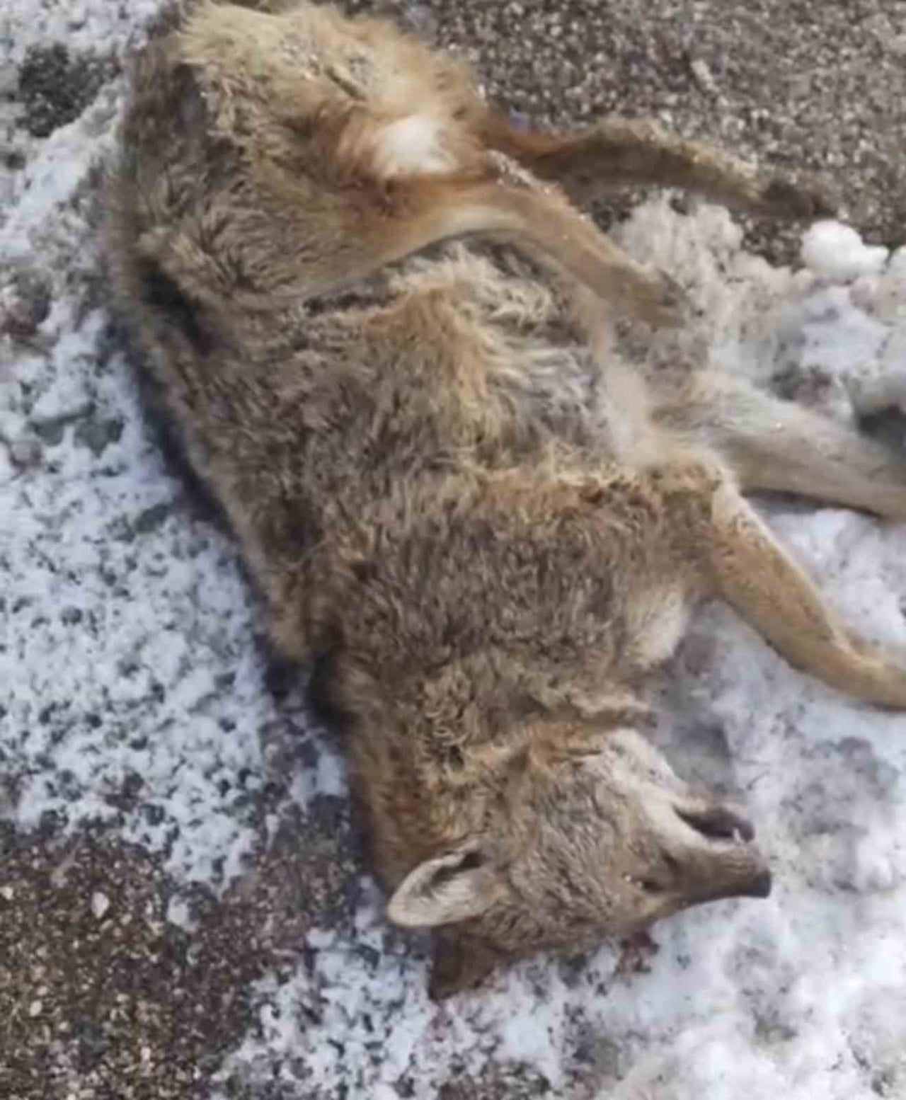 ADIYAMAN’IN GÖLBAŞI İLÇESİNDE YOLUN KARŞISINA GEÇMEYE ÇALIŞAN KURT, ARACIN ÇARPMASI SONUCU TELEF...