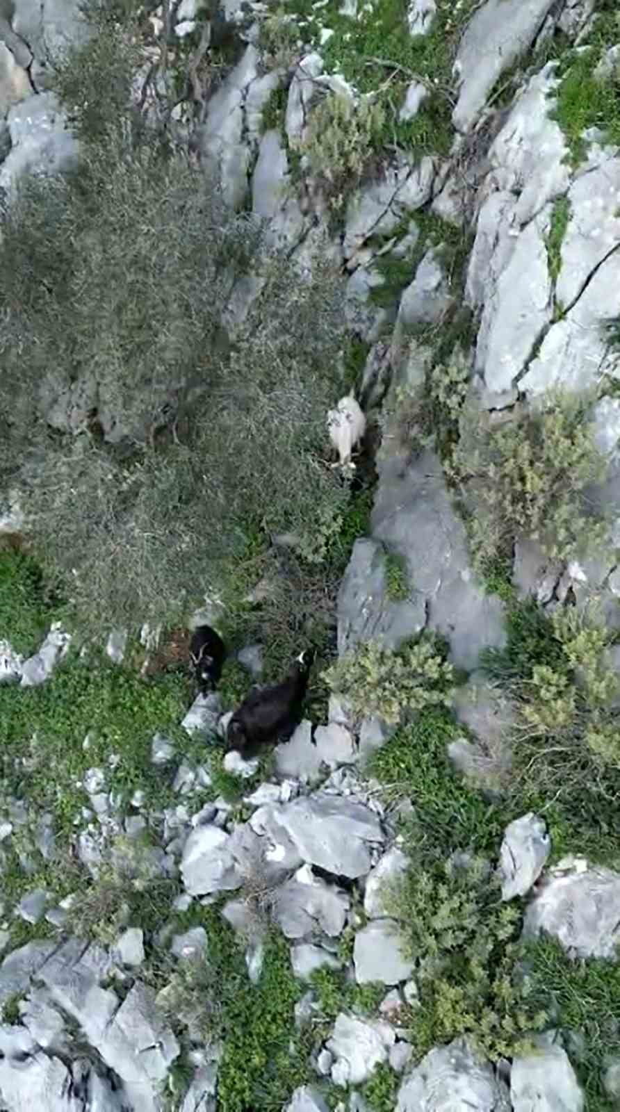 AFAD’DAN KEÇİ KURTARMA OPERASYONU