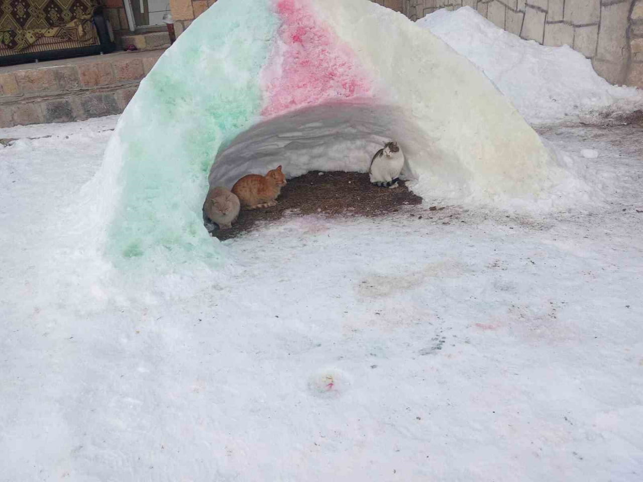 AĞRI'NIN DİYADİN İLÇESİNDE ETKİLİ OLAN YOĞUN KAR VE DONDURUCU SOĞUKLAR, SOKAK HAYVANLARI İÇİN...