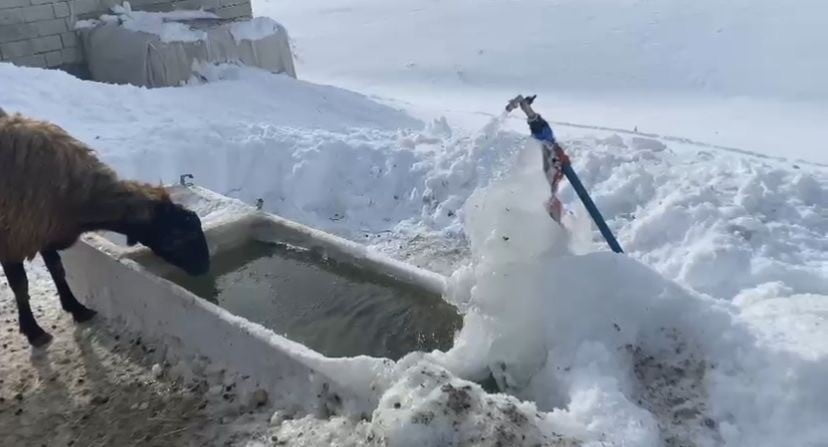 AĞRI’DA DONDURUCU HAVA NEDENİYLE KENT MERKEZİNDE AĞAÇLAR VE BİTKİLER KIRAĞI TUTARKEN, EVLERİN...