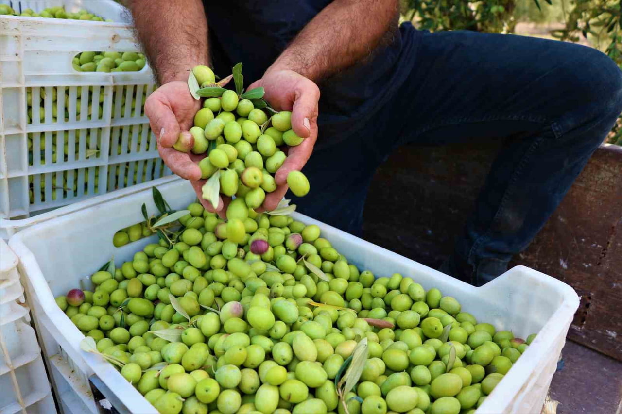 AKHİSAR DOMAT ZEYTİNİ 2012 YILINDA COĞRAFİ İŞARET ALDI