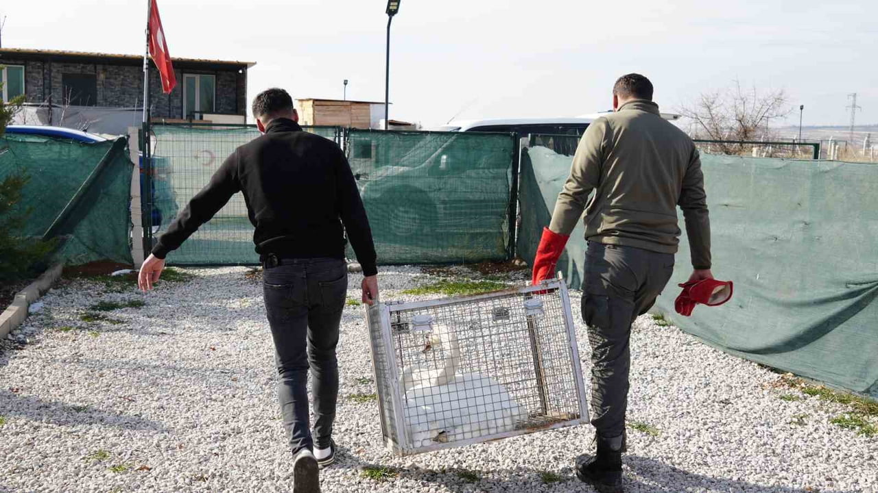 ANKARA'NIN ELMADAĞ İLÇESİNDE EVİN BAHÇESİNE DÜŞEN KUĞU, BİR GÜN BOYUNCA EV SAHİBİNİN MİSAFİRİ...