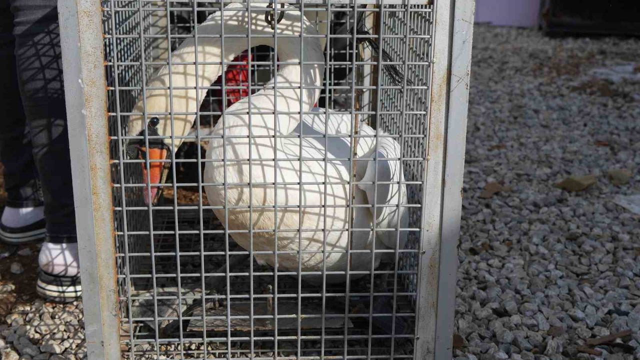 ANKARA'NIN ELMADAĞ İLÇESİNDE EVİN BAHÇESİNE DÜŞEN KUĞU, BİR GÜN BOYUNCA EV SAHİBİNİN MİSAFİRİ...