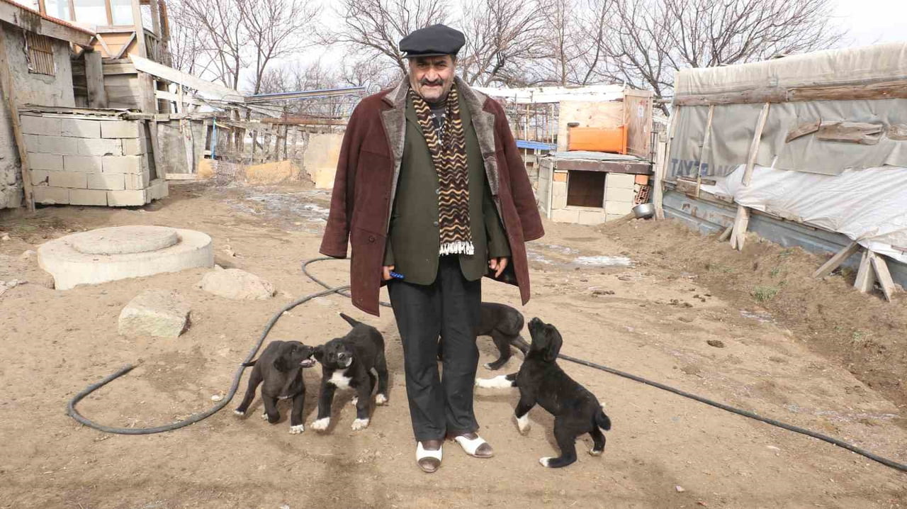 ANKARA'NIN HAYMANA İLÇESİNDE YETİŞTİRİLEN ‘HAYMANA KARASI', GÜÇLÜ YAPILARI VE KORUMA İÇGÜDÜLERİYLE...