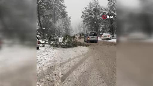 Ankara’da karın ağırlığı çam ağacını devirdi