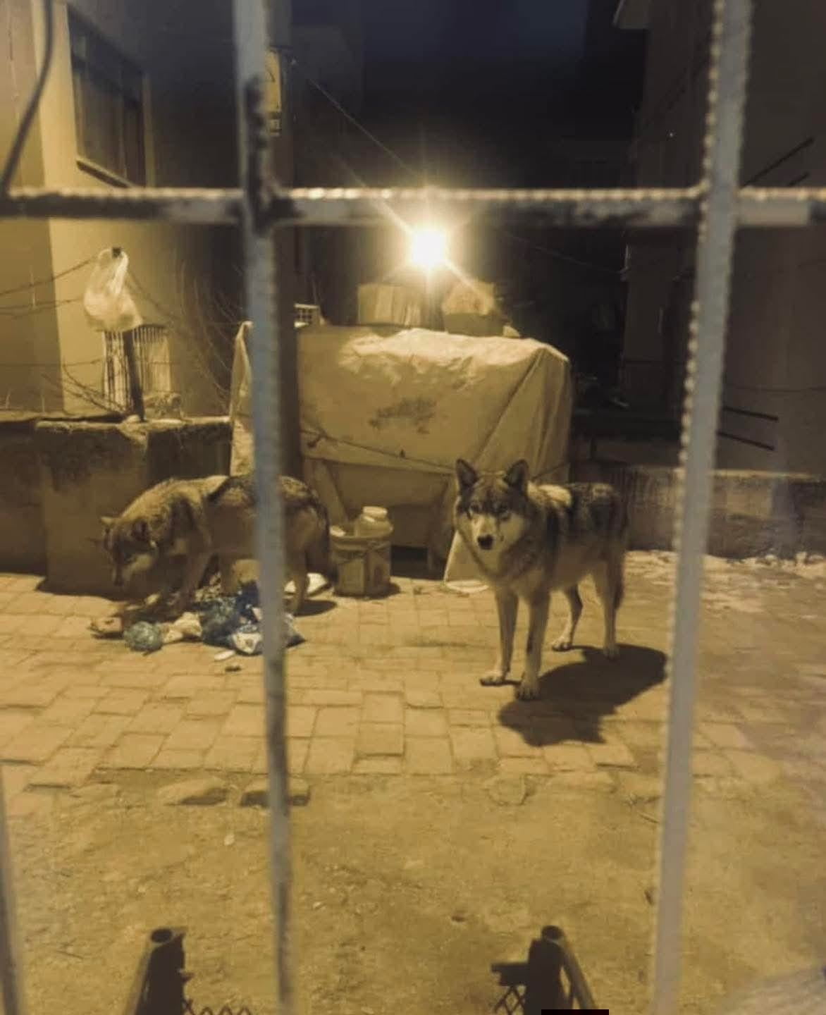 ANKARA’NIN BEYPAZARI İLÇESİNDE AÇ KALAN KURTLAR ŞEHRE İNDİ.