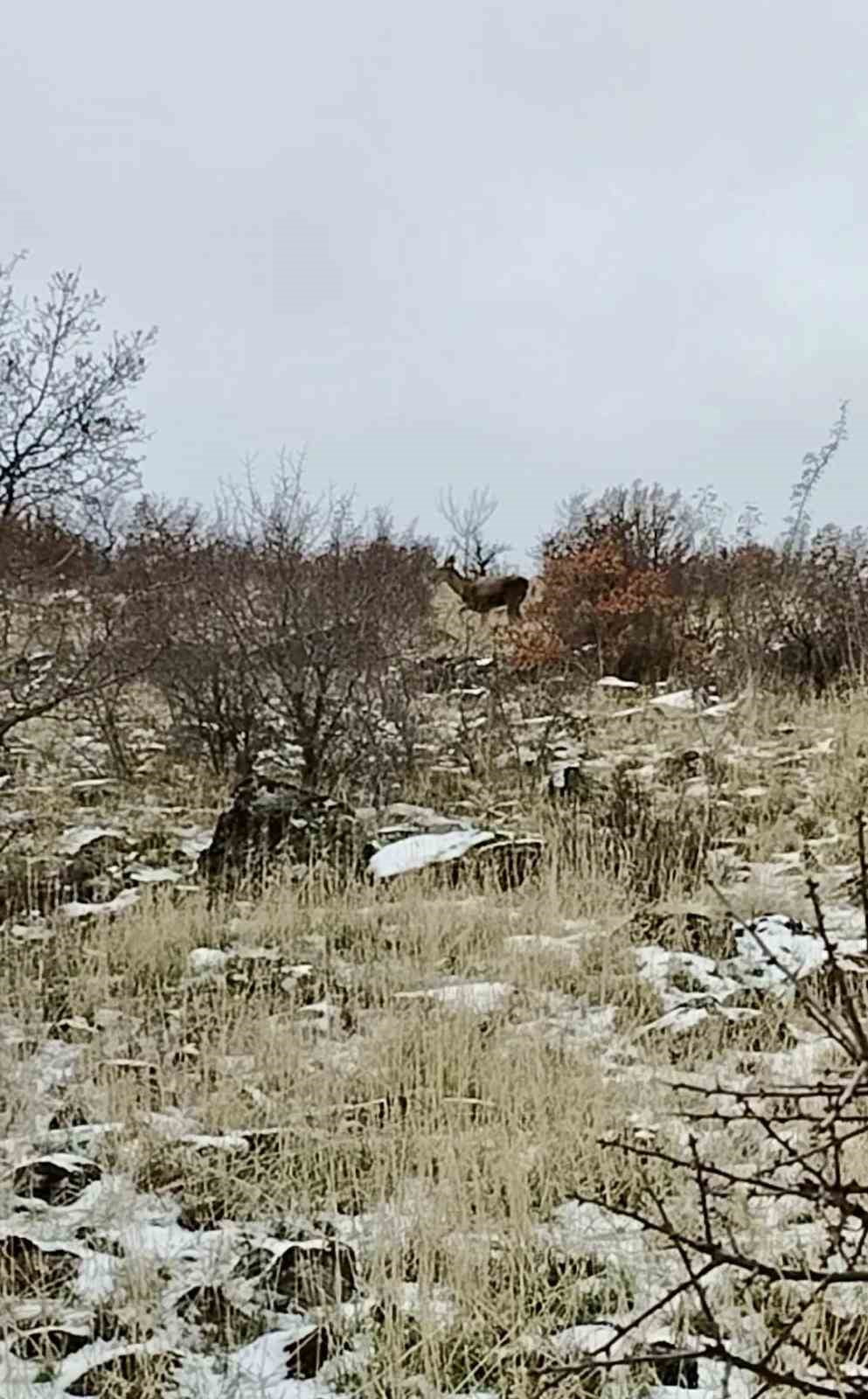 ANKARA’NIN GÜDÜL İLÇESİNDE GÖRÜLEN GEYİK SÜRÜSÜ SICAK ANLAR OLUŞTURDU, O ANLAR CEP TELEFONU...
