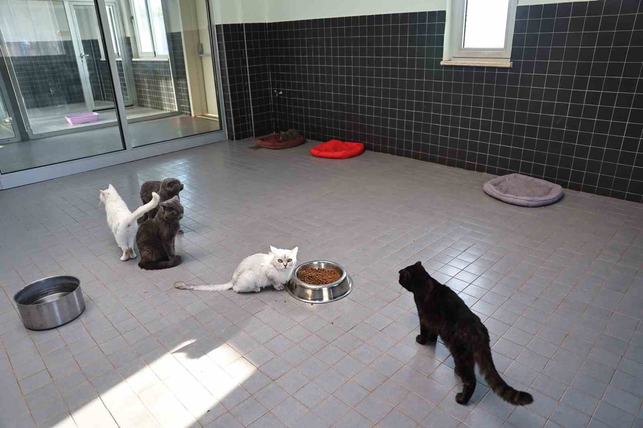 ANTALYA BÜYÜKŞEHİR BELEDİYESİ SOKAK HAYVANLARI GEÇİCİ BAKIMEVİ VE REHABİLİTASYON MERKEZİ, 2025...