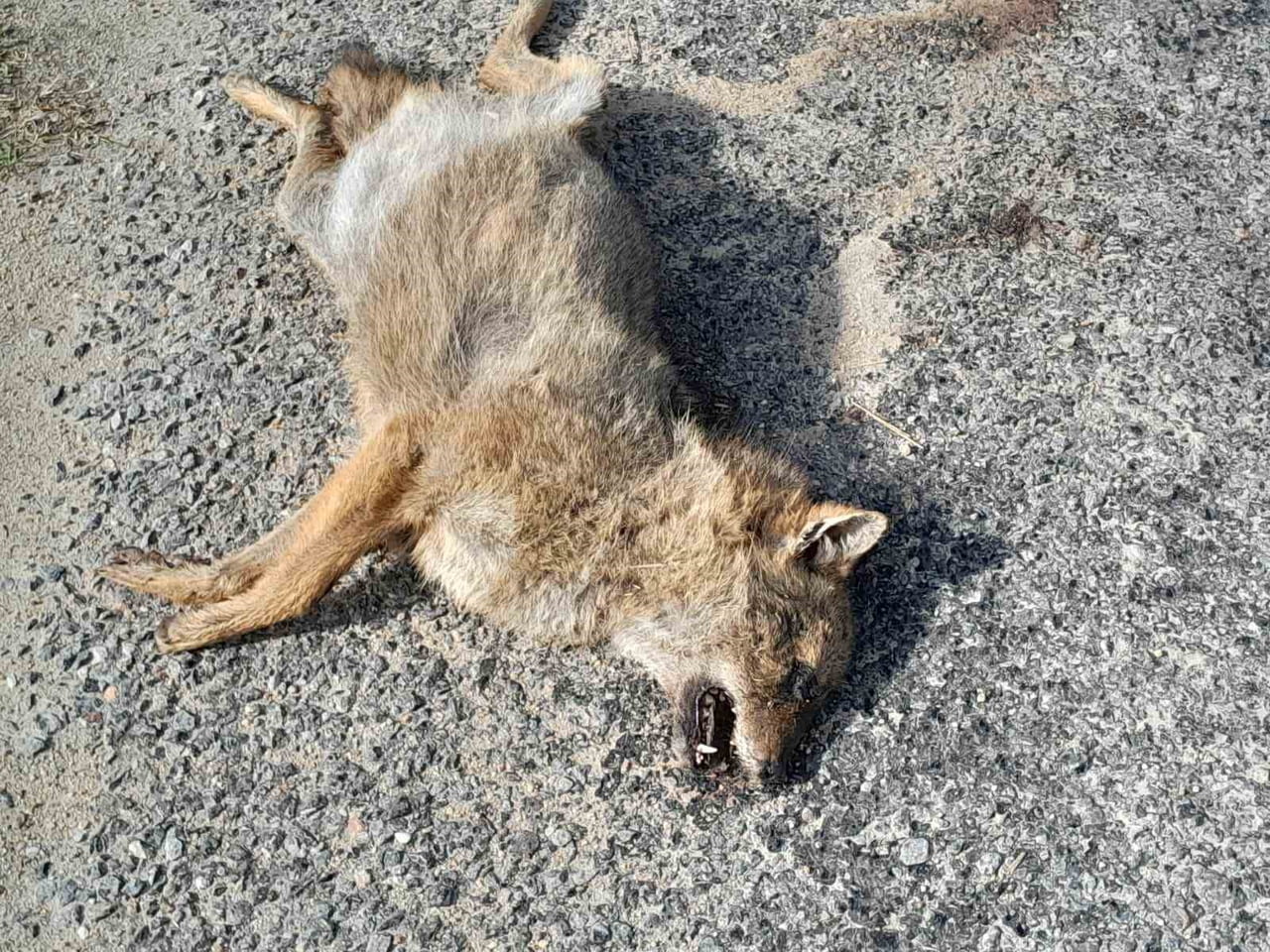 ARACIN ÇARPTIĞI TİLKİ TELEF OLDU
