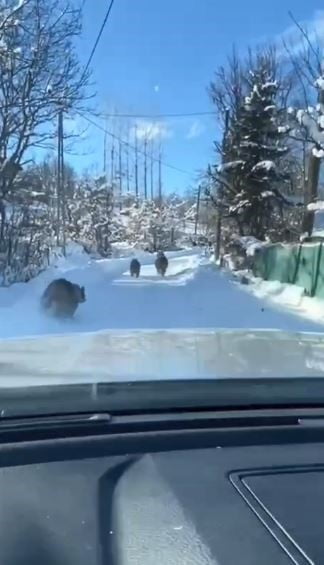 ARTVİN’İN ARDANUÇ İLÇESİNDE KIŞ UYKUSUNA YATMAYAN AYI VE YAVRULARI, YOLDA SEYİR HALİNDEKİ...