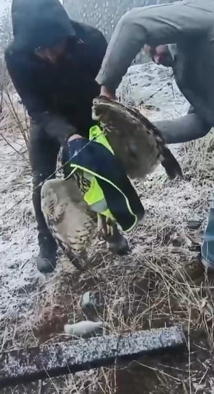 ARTVİN’İN ARDANUÇ İLÇESİNDE TELLERE TAKILAN BAYKUŞ, İL ÖZEL İDARESİ EKİPLERİNİN MÜDAHALESİYLE...