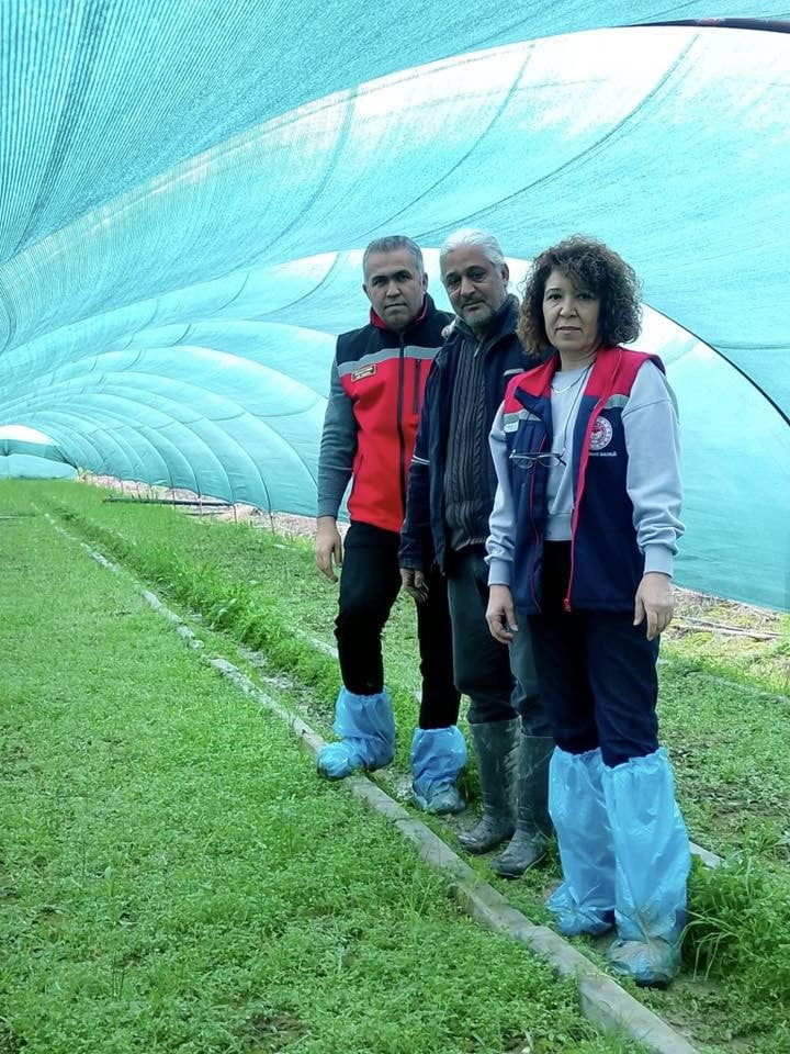 AYDIN'IN EFELER İLÇESİ KIZILCAKÖY MAHALLESİ’NDE SALEP ORKİDESİ ÜRETİMİ YAPAN ENDER YENEL, BİN 700...